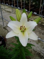 [1648 Merluza No01.JPG]